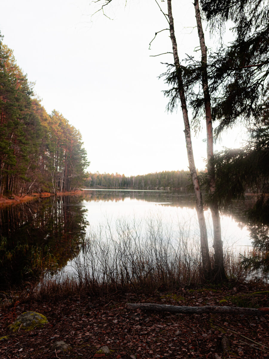 Höstsjö i motljus med björkstammar och vass i förgrunden